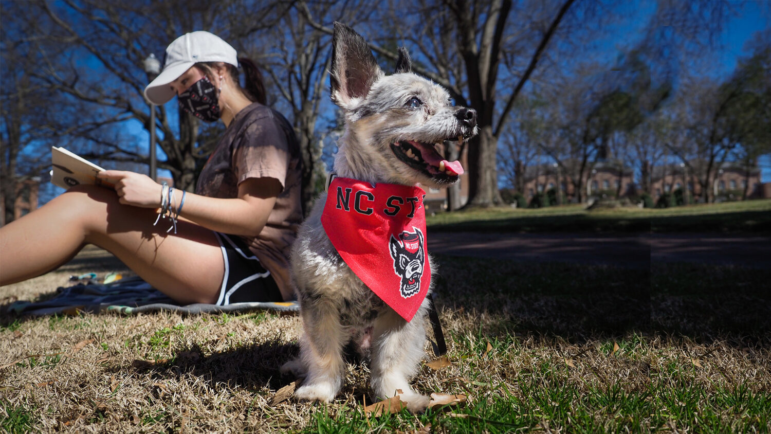 Gizmo the dog helps her undergrad student study in the Court of North Carolina.