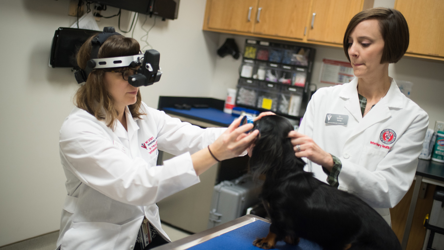 Getting a closer look at a dachsund patient.