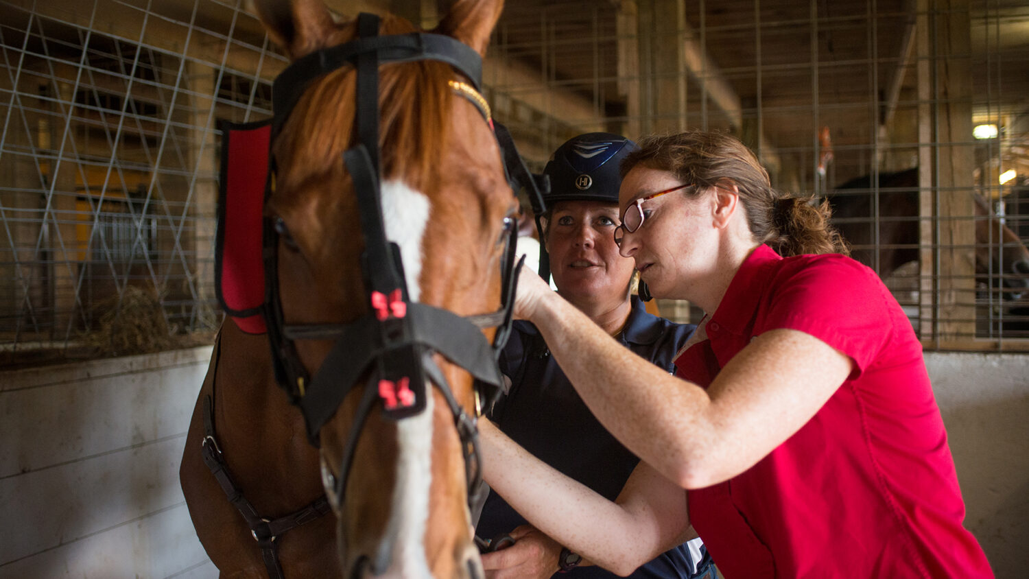 Using an equine endoscope with the cooperation of the patient.