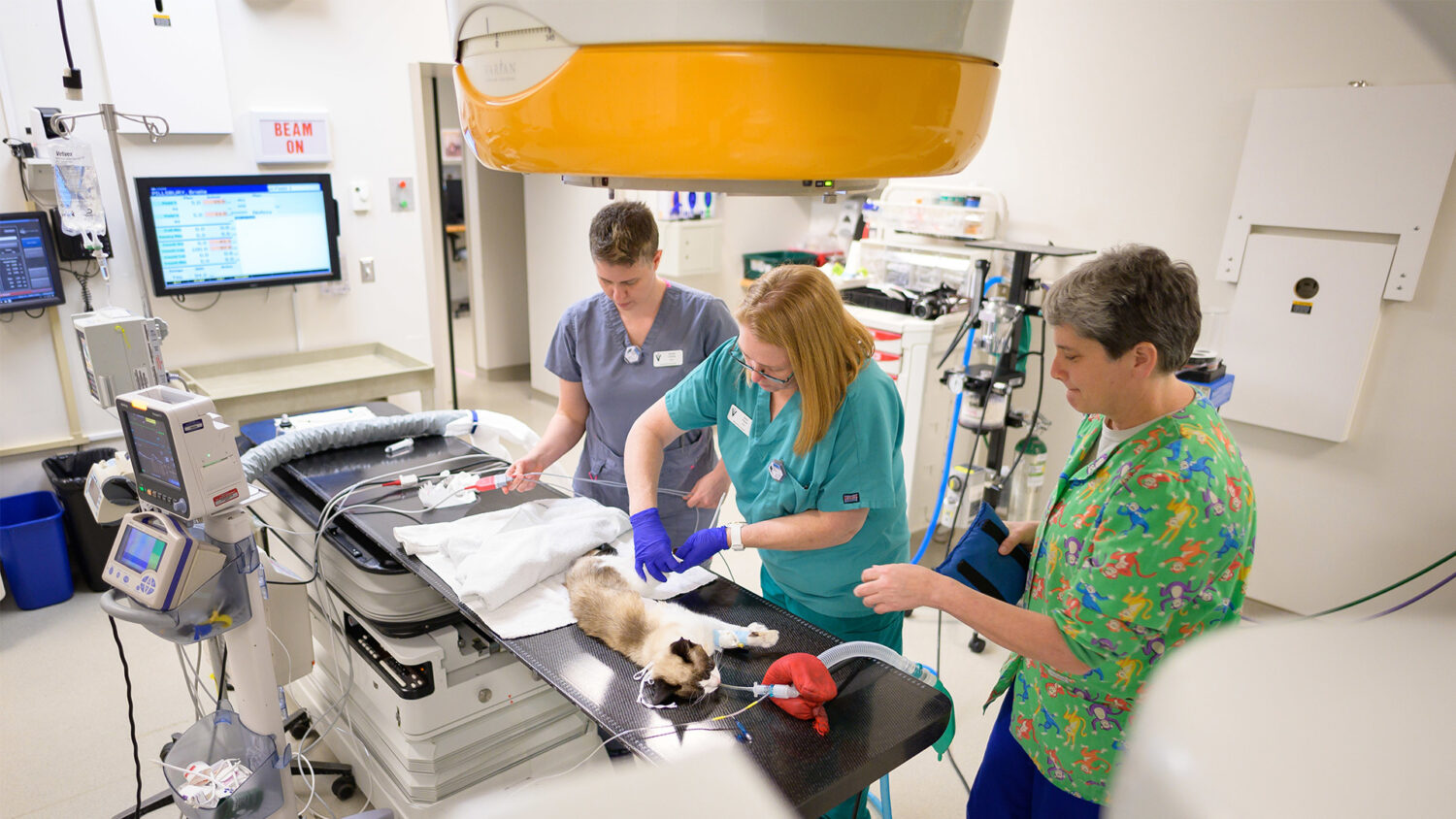 The medical team takes the best of care for their feline patient.