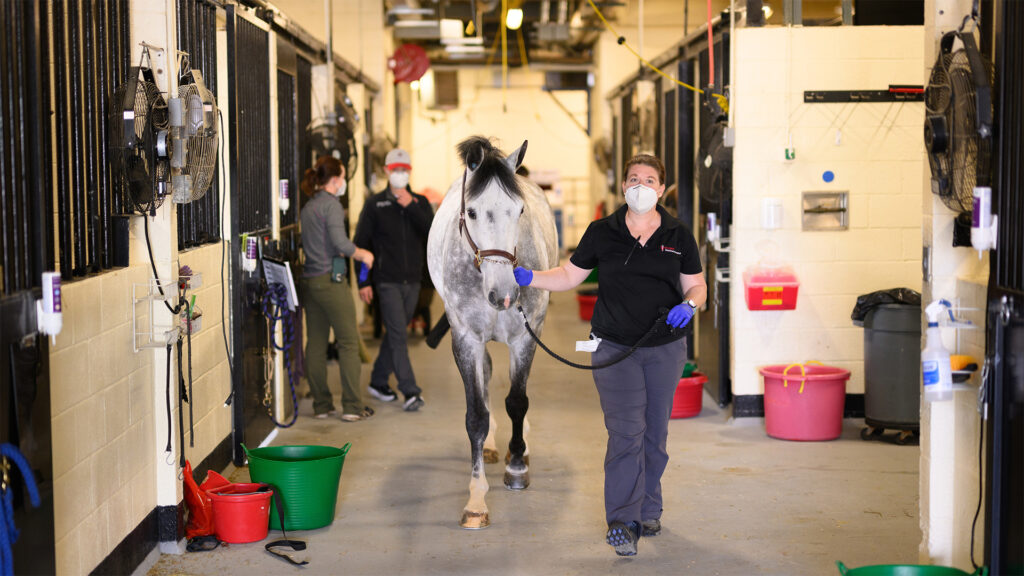 An equine patient is being led to their stall after an examination.