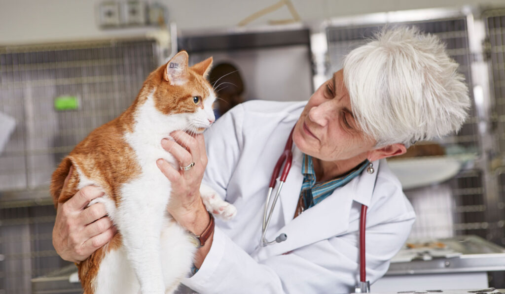 Dr. Saker develops nutritional plan for hospitalized cat.