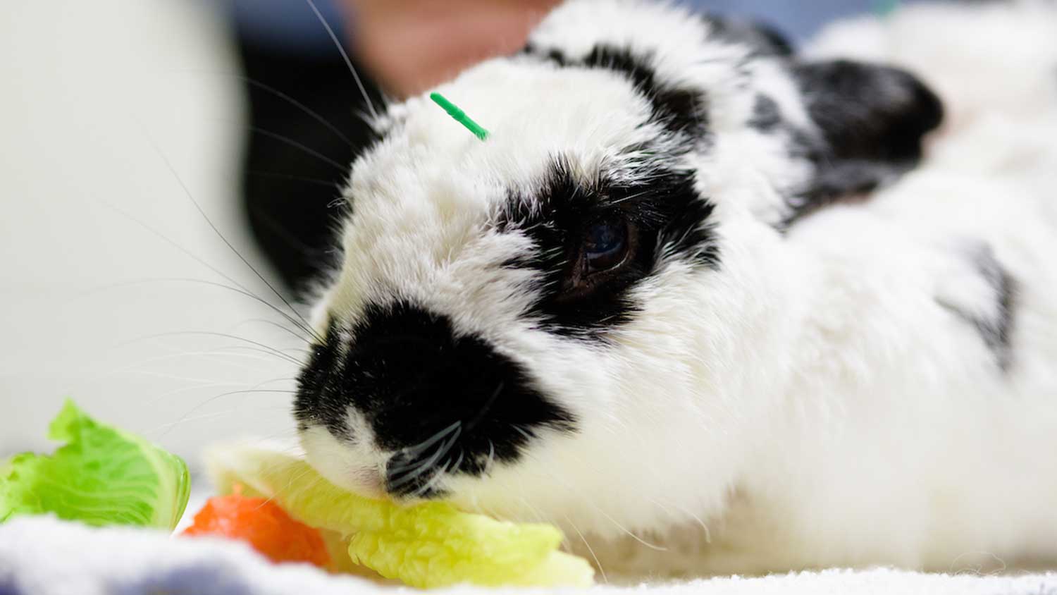 Black and white bunny nibbling on lettuce leaf