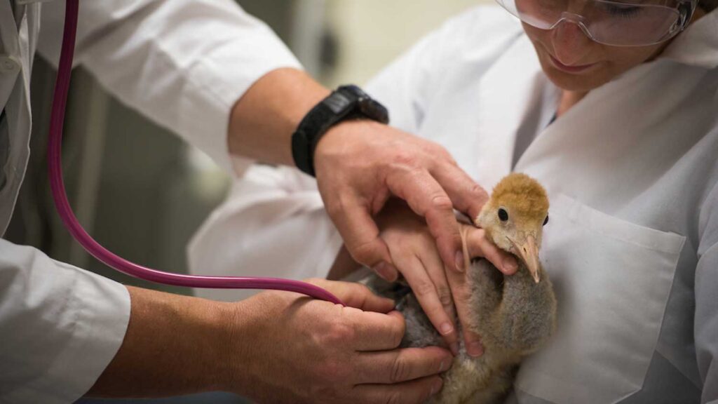 CVM Vets care for an injured bird.
