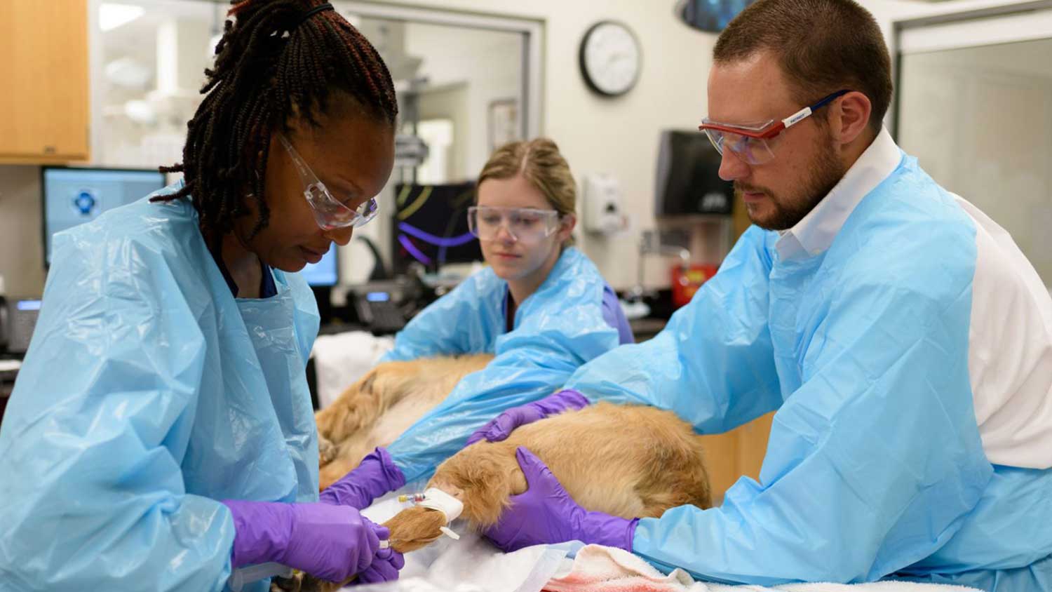 Veterinarians prepare dog for chemotherapy infusion