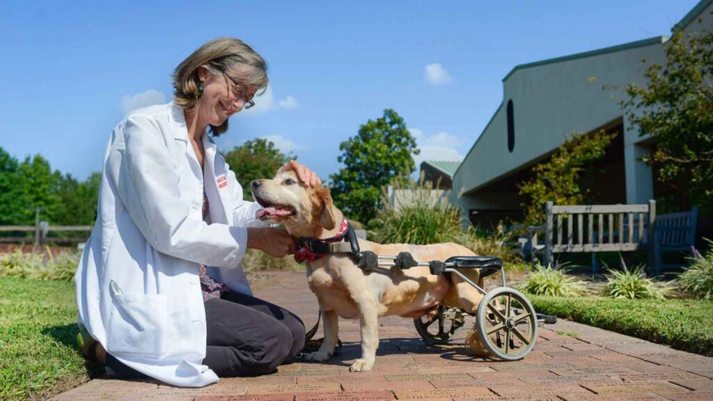 Dr. Natasha Olby works with a neurologically impaired dog.