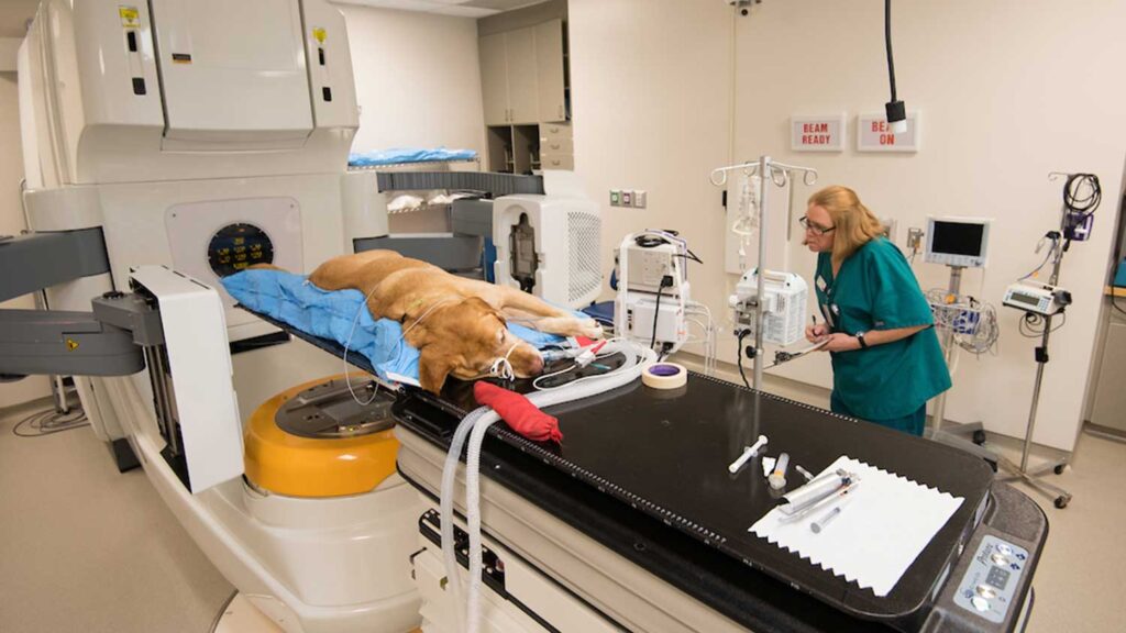 CVM radiation oncology tech oversees a laborador retreiver undergoing radiation treatment.