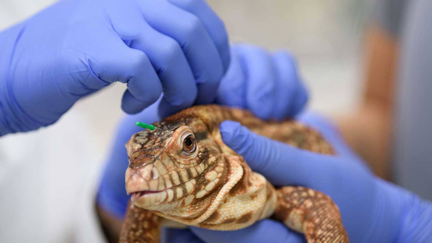 veterinarian holding lizard