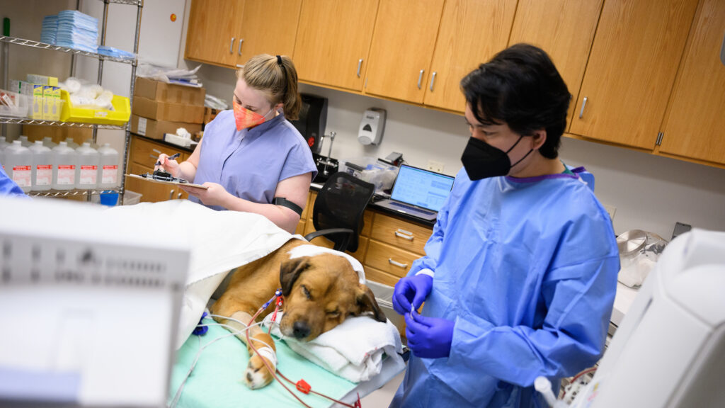 Dr. Ueda gives canine patient Churchill undergoes a dialysis treatment.