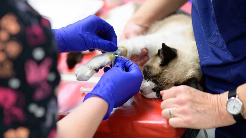 Emergency Services and Critical Care | Veterinary Hospital