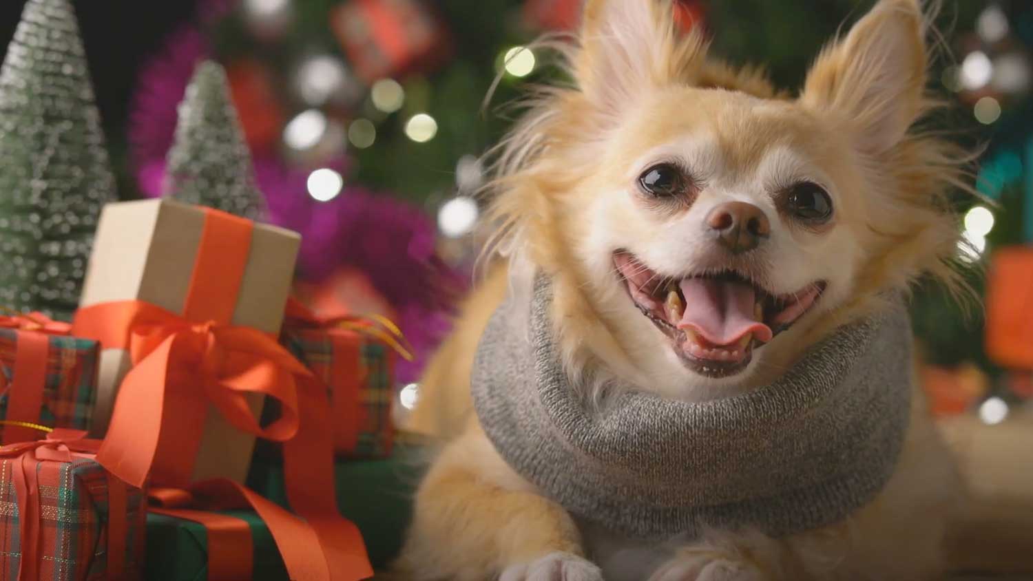 Pomeranian sits among Christmas presents