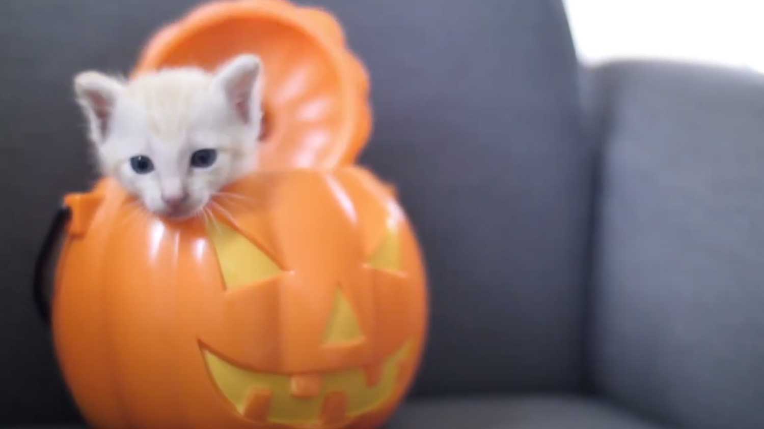 Kitten sticking it's head out of a plastic pumpkin