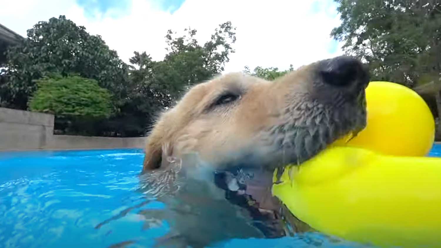 Golden Retriever playing in a swimming pool