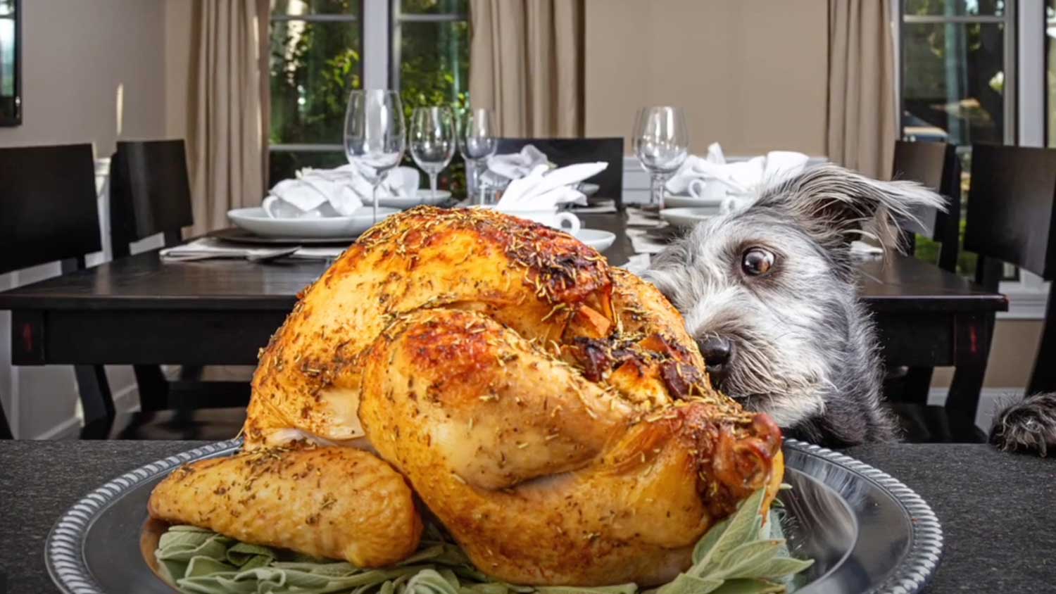 Dog eyes Thanksgiving turkey