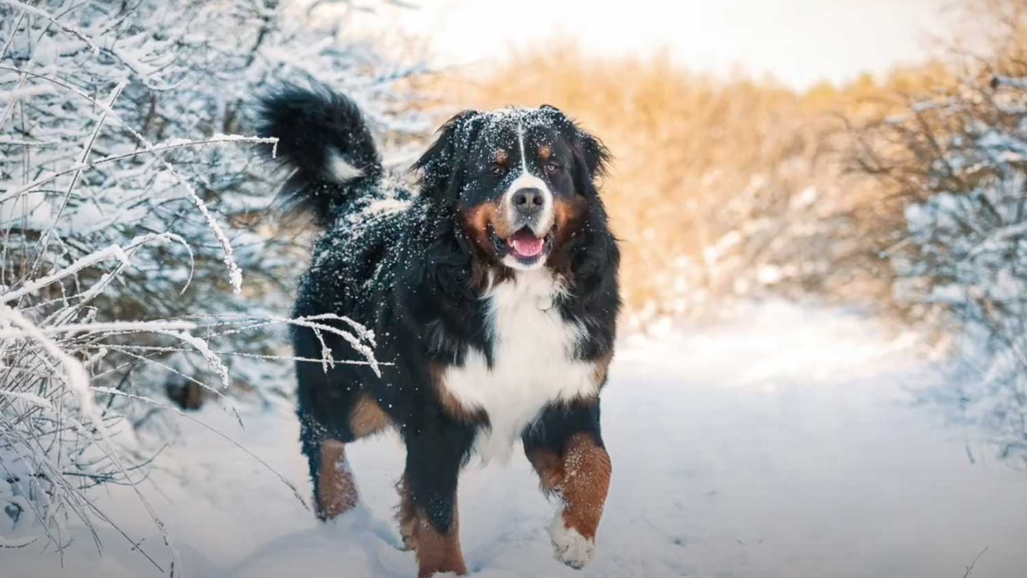 Bernese Mountain Dog playing in the snow