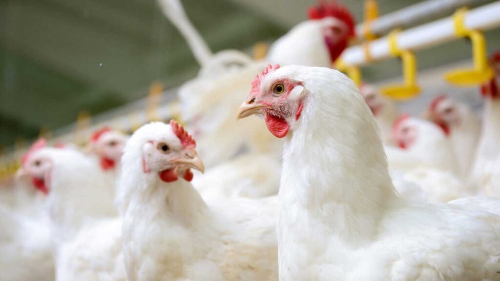 Flock of chickens to be inspected by NC State Veterinary Hospital Mobile Poultry Service