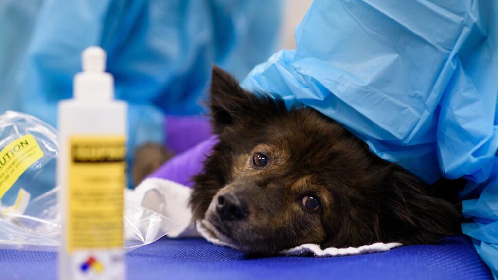 Vet techs prepare canine patient for transfusion.