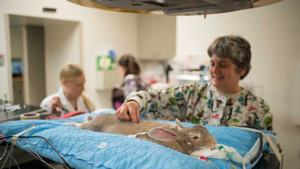 Rabbit undergoes radiation treatment