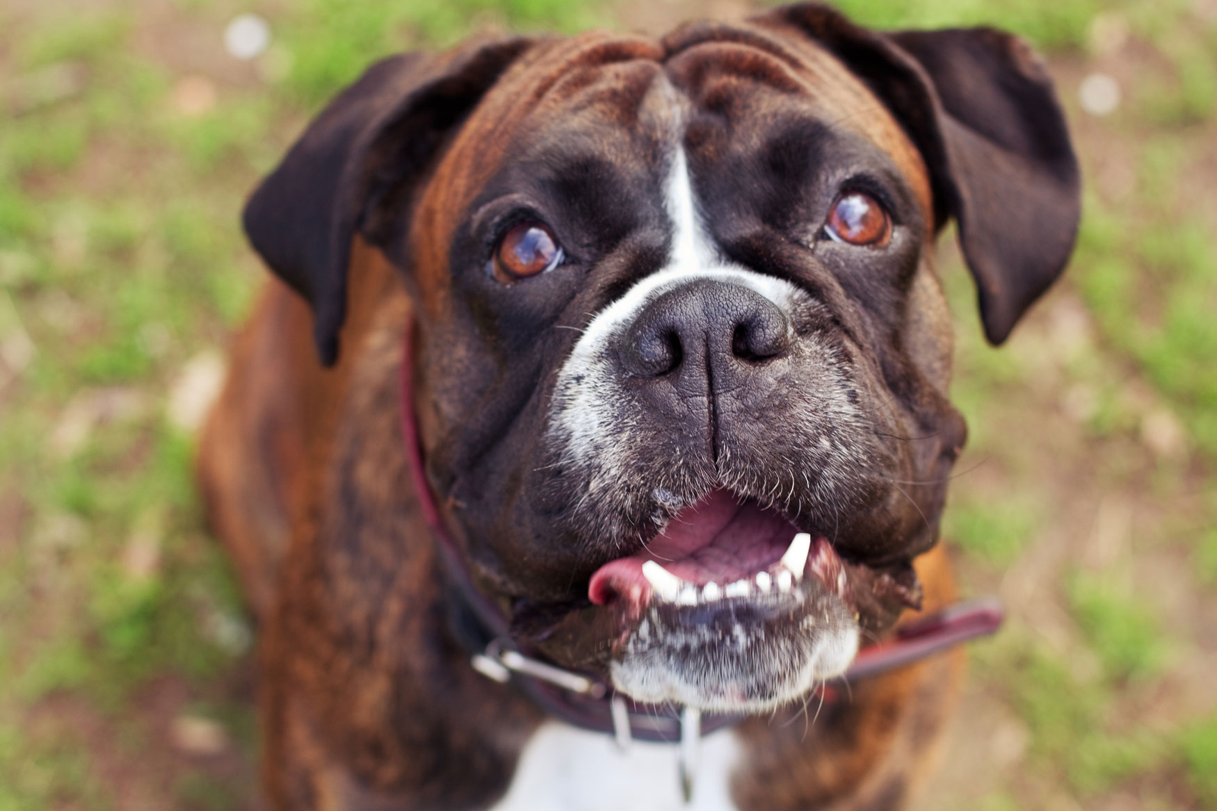 Cardiology: Cardiac Health Screening for Boxers | Veterinary Hospital