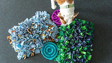 A dog checking out a snuffle mat