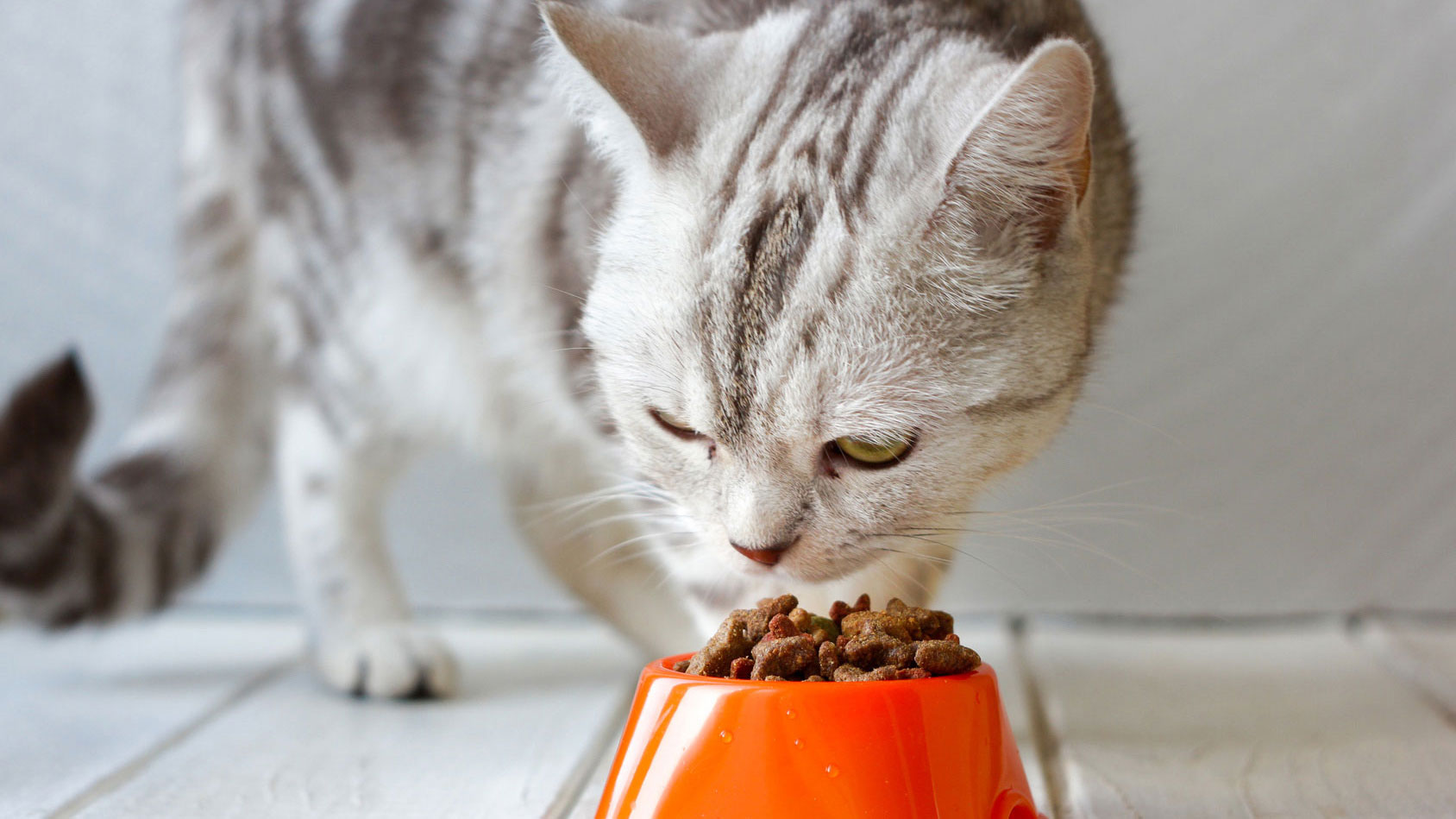 Cat with orange food bowl