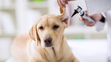 dog having ear examined