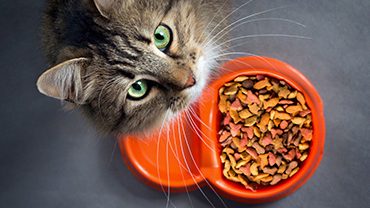 cat near a bowl with food looking up