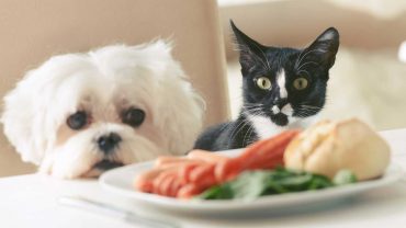 dog and cat looking at food