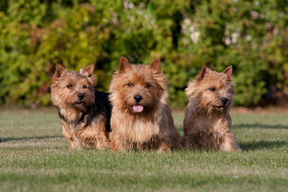 Three Norwich Terriers playing outside