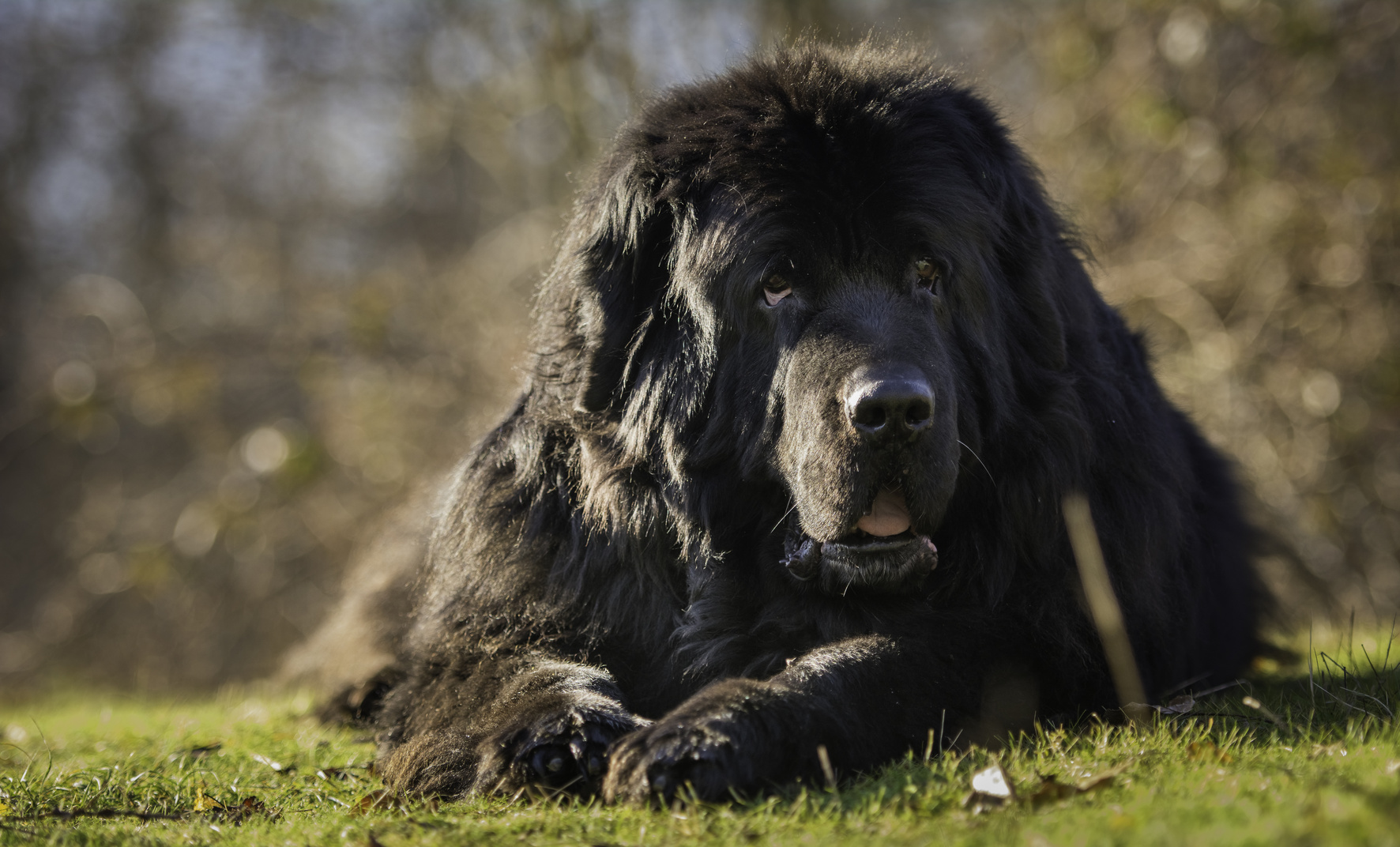 genetics-subvalvular-aortic-stenosis-sas-in-newfoundland-dogs