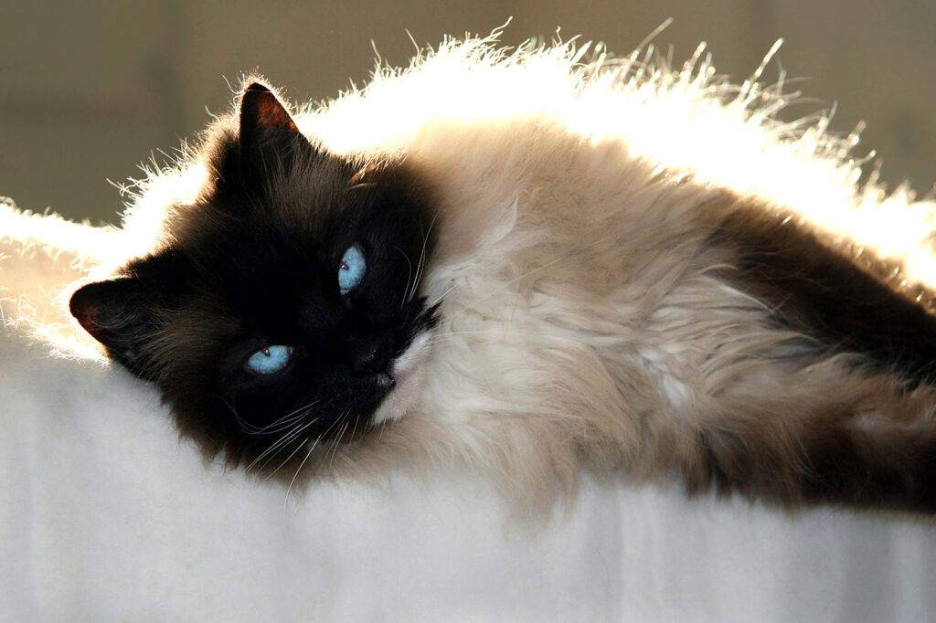 Long Hair Ragdoll Cats: Everything You Need to Know - wide 8
