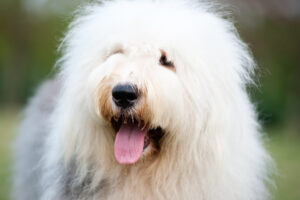 Genetics: Cerebellar Degeneration in Old English Sheepdogs | Veterinary ...