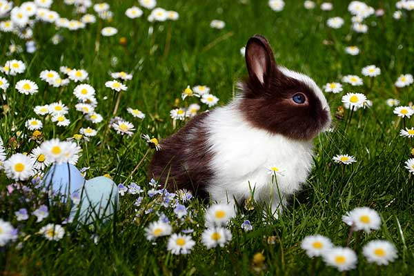 domesticated rabbit in field of flowers